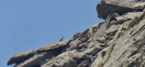 Rock Partridge (Alectoris graeca), photo 2