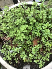 Origanum onites