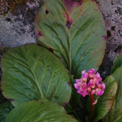 Bergenia crassifolia