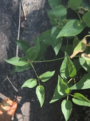 Clematis