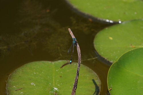 Blue-tailed Damselfly
