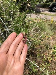 Forestiera segregata pinetorum