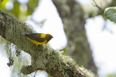 Olive-Headed Weaver photo 3