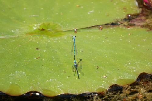 Azure Damselfly