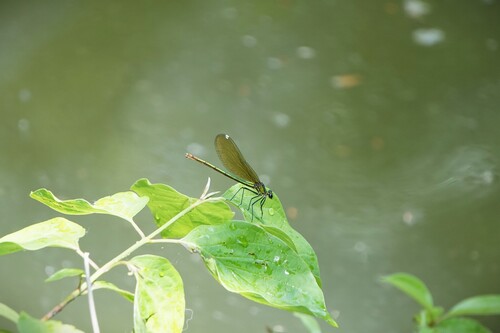 Banded Demoiselle