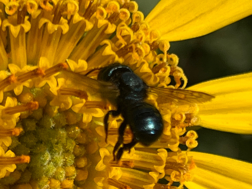 iNaturalist observation photo of Bees