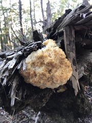 Hericium alpestre