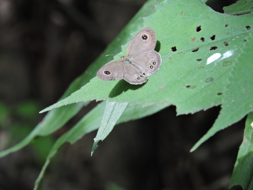 Common Fivering