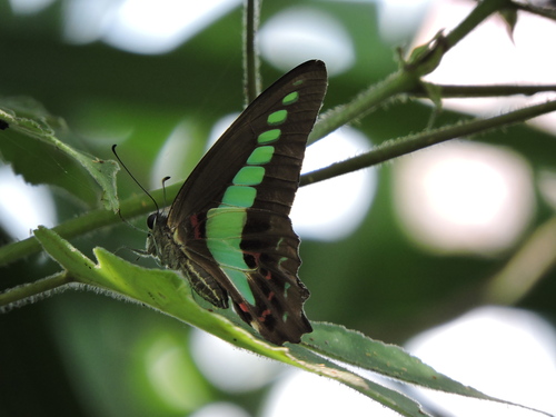 Common Bluebottle