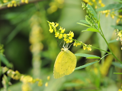 Japanese common grass yellow