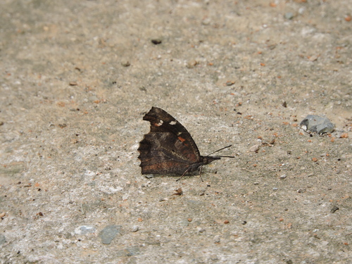 Common Beak