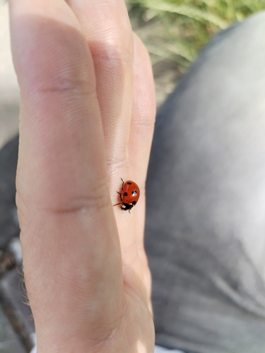 Seven-spotted Lady Beetle