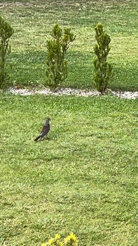 Fieldfare