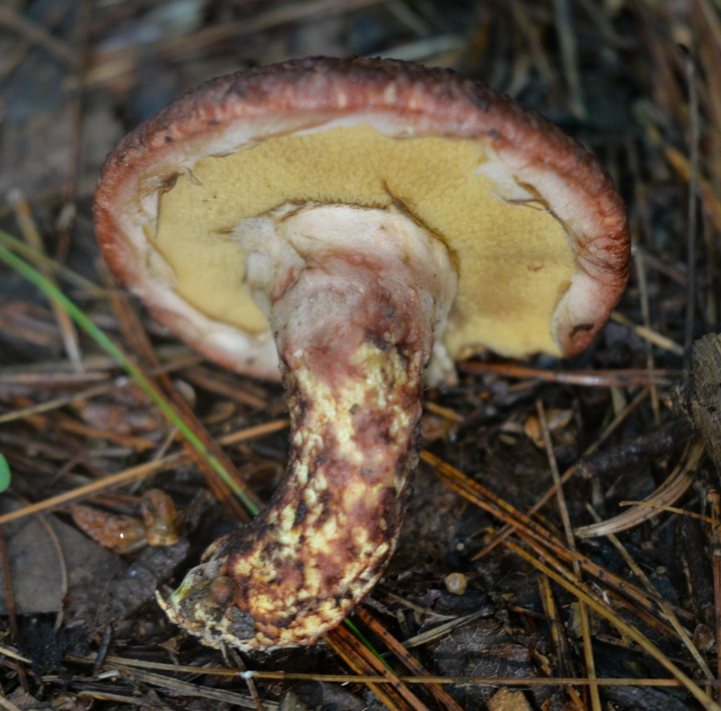 Painted Suillus · June 2026 · photo: Photo: (c) Ben Gruhot, some rights reserved (CC BY) · iNaturalist
