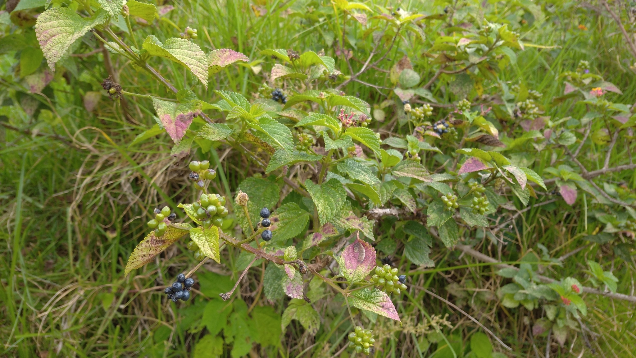 Lantana image