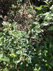 Ligustrum quihoui