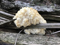 Hericium alpestre