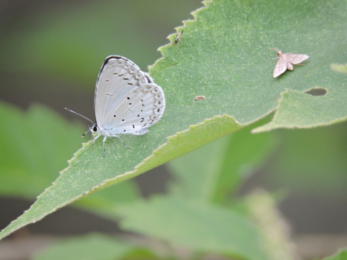 Holly Blue