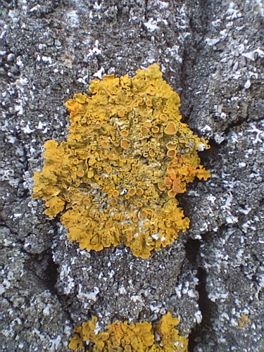 Common Sunburst Lichen