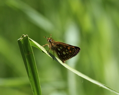 Carterocephalus mandan