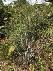 Forestiera segregata pinetorum