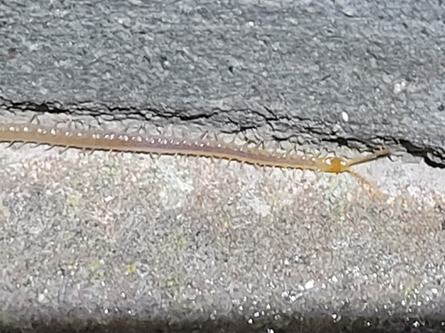 Luminous Centipede, Noordbeemster, Oosthuizerweg, 1463 LM Noordbeemster, Nederland, photo 5 of 10