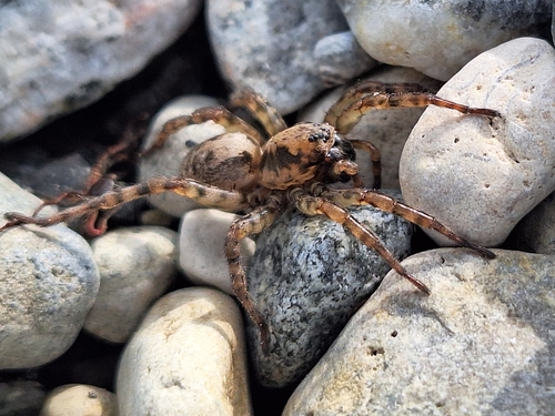 Emerton's Wolf Spider