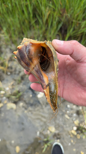 Thinstripe Hermit Crab, Cape Charles, photo 8 of 10