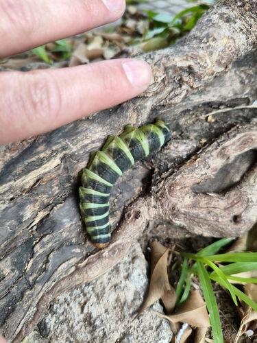 Pachylia syces