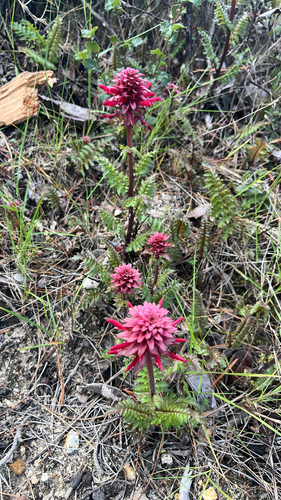Pedicularis densiflora, photograph 2
