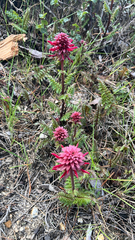(c) Nelson Balcar, some rights reserved (CC BY) Pedicularis densiflora, photograph (c) Nelson Balcar, some rights reserved (CC BY)