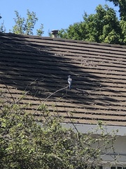 Aphelocoma californica