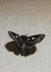 Antiophlebia bracteata