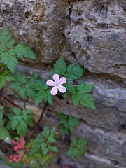 Geranium robertianum