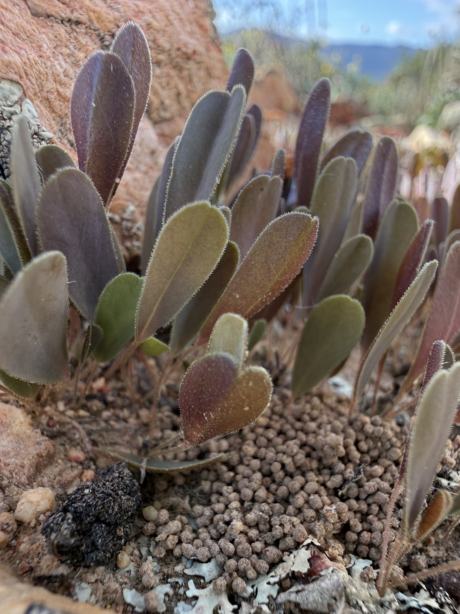 Oxalis monophylla L. 2