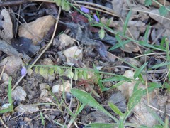 Polygala monspeliaca