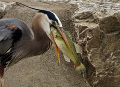 Ardea herodias