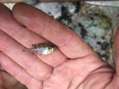 Centrarchus macropterus