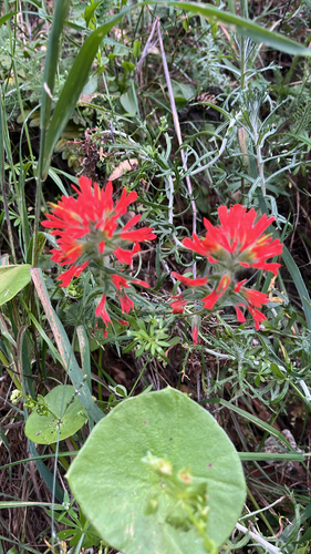 Castilleja affinis, photograph 5