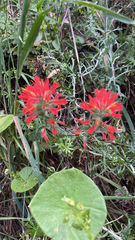 Castilleja affinis, photograph (c) Nelson Balcar, some rights reserved (CC BY)