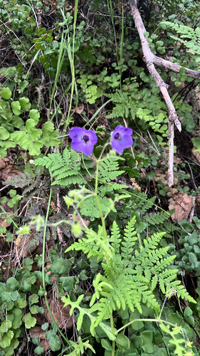 Pholistoma auritum