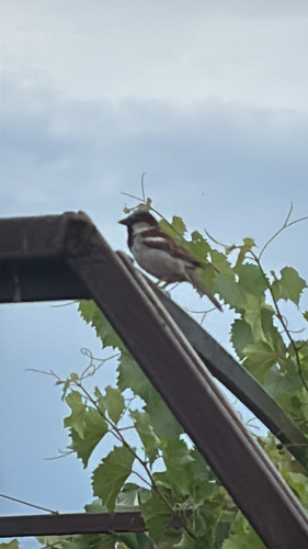 House Sparrow
