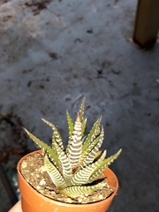 Haworthiopsis