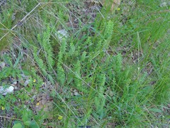 Cruciata glabra