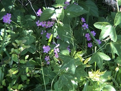 Oxalis debilis