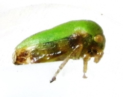 Ophiderma evelyna