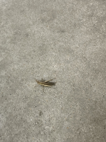 Silent Slant-Faced Grasshopper