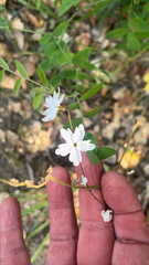 Lithophragma heterophyllum