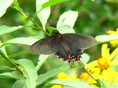 Parides bunichus