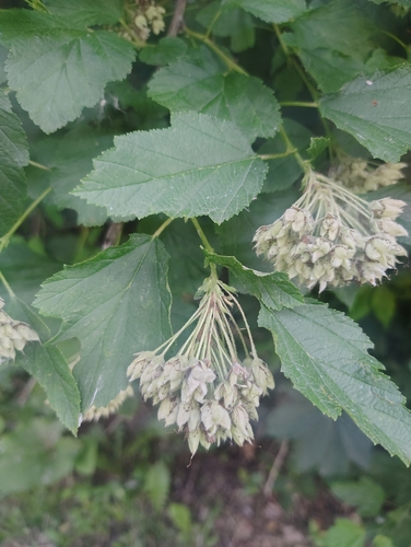 Physocarpus intermedius, photograph 1